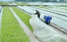  Ban chỉ đạo sản xuất Nông nghiệp xã Xuân Sinh ban hành Hướng dẫn các biện pháp phòng chống rét cho cây trồng, vật nuôi và thủy sản vụ Đông Xuân năm 2021-2022