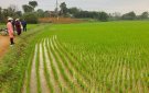 Ban chỉ đạo sản xuất Nông nghiệp xã Xuân Sinh tổ chức thăm đồng đánh giá tình hình phát triển diện tích lúa vụ chiêm xuân 2022
