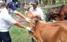 Mới đây, xã Xuân Sinh ban hành Kế hoạch số 09/KH-UBND, ngày 8 tháng 02 năm 2022 về việc tiêm phòng vac xin cho đàn gia súc, gia cầm và đàn chó đợt 01 năm 2022.