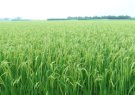 Nông dân huyện Thọ Xuân tập trung chăm sóc, bảo vệ lúa thời kỳ trổ bông