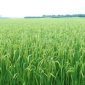 Nông dân huyện Thọ Xuân tập trung chăm sóc, bảo vệ lúa thời kỳ trổ bông