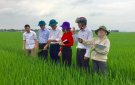 Ban chỉ đạo sản xuất Nông nghiệp xã Xuân Sinh tổ chức thăm đồng đánh giá tình hình phát triển diện tích lúa vụ chiêm xuân 2020