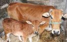 XÃ XUÂN SINH TRIỂN KHAI CÁC BIỆN PHÁP PHÒNG BỆNH VIÊM DA NỔI CỤC Ở TRÂU, BÒ TRÊN PHẠM VI TOÀN XÃ