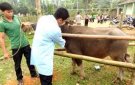KẾ HOẠCH  Tiêm phòng vac xin cho đàn gia súc, gia cầm và phòng dạicho đàn chó đợt 01 năm 2020
