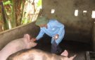 Kế hoạch tuyên truyền của UBND xã Xuân Sinh về việc phòng, chống dịch cúm gia cầm trên địa bàn xã