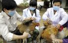 Kế hoạch phòng, chống và ứng phó khẩn cấp với dịch bệnh Cúm gia cầm H5N6 trên địa bàn xã