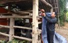 Mới đây, xã Xuân Sinh ban hành thông báo số 15/KH-UBND, ngày 18 tháng 02 năm 2022 về việc: Hướng dẫn các biện pháp phòng chống rét cho cây trồng, vật nuôi.
