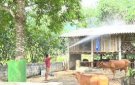 Hướng dẫn một số biện pháp phòng, chống nóng cho cho vật nuôi.
