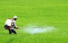 Hướng dẫn các biện pháp phòng trừ sâu bệnh cuối vụ Chiêm Xuân.