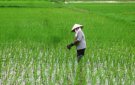 Hướng dẫn các biện pháp kỹ thuật chăm sóc lúa sau cấy